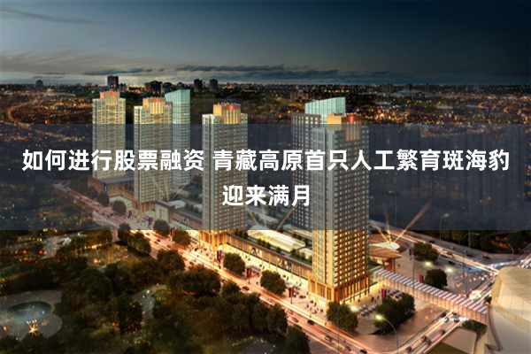 如何进行股票融资 青藏高原首只人工繁育斑海豹迎来满月