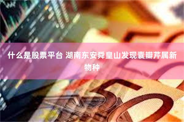 什么是股票平台 湖南东安舜皇山发现囊瓣芹属新物种